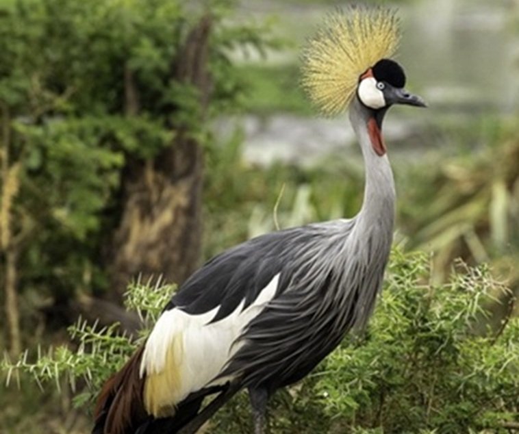 Katenju tourism and safaris in Uganda