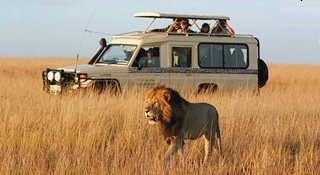 Safaris